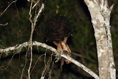 Asio madagascariensis