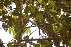 Aulacorhynchus prasinus