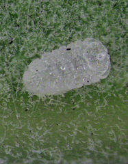 Lecanochiton actites