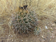 Coryphantha robustispina robustispina