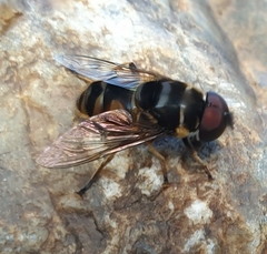 Kertesziomyia