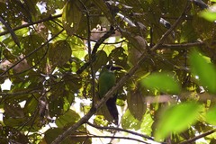 Aulacorhynchus prasinus