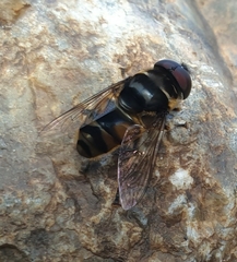 Kertesziomyia