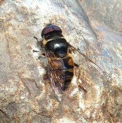 Kertesziomyia