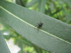Camponotus mus