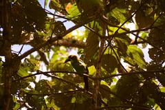 Aulacorhynchus prasinus