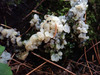 Sebacina epigaea - Photo (c) Jan Thornhill, some rights reserved (CC BY-NC), uploaded by Jan Thornhill