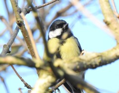 Parus major
