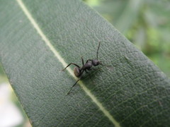 Camponotus mus