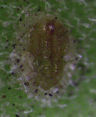 Lecanochiton actites