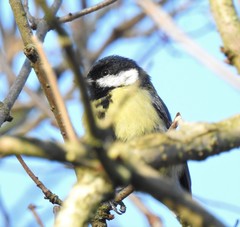 Parus major