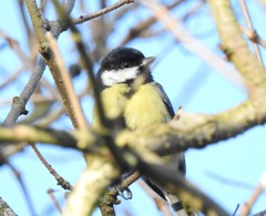 Parus major
