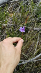 Aristea juncifolia