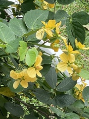 Senna bacillaris