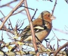 Fringilla coelebs