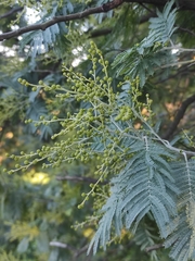 Acacia dealbata dealbata