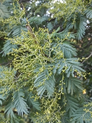 Acacia dealbata dealbata