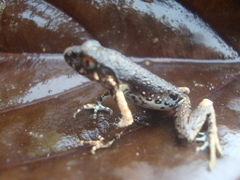 Leptobrachella gracilis