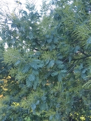 Acacia dealbata dealbata