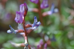 Astragalus preussii