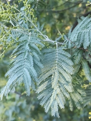 Acacia dealbata dealbata