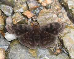 Nisoniades