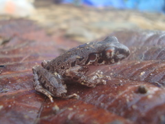 Leptobrachella hamidi