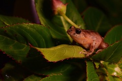 Pristimantis bogotensis