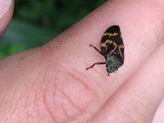 Deois flexuosa