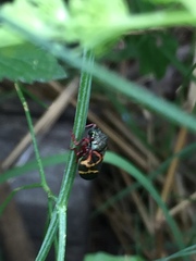 Deois flexuosa