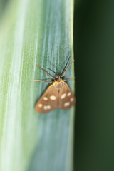 Dysauxes famula