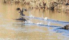 Phalacrocorax carbo