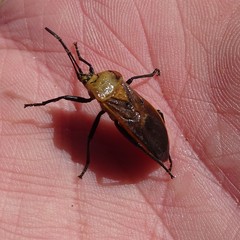 Microspilus proximus