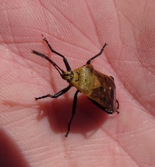 Microspilus proximus