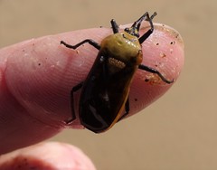 Microspilus proximus