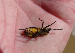 Microspilus proximus