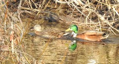 Anas platyrhynchos