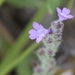 Verbena canescens - Photo (c) Nicholas Cowey, alguns direitos reservados (CC BY-NC)