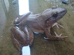 Limnonectes leporinus