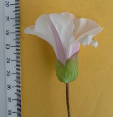 Calystegia × lucana