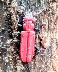 Cucujus haematodes haematodes