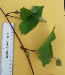 Calystegia × lucana