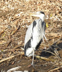 Ardea cinerea