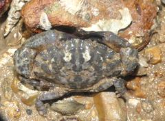 Leptodius affinis