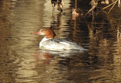 Mergus merganser