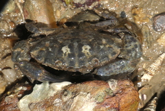 Leptodius affinis