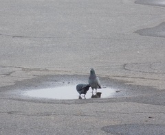 Columba livia domestica