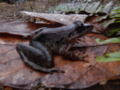 Limnonectes leporinus