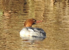Mergus merganser