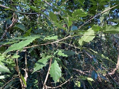 Vitex quinata